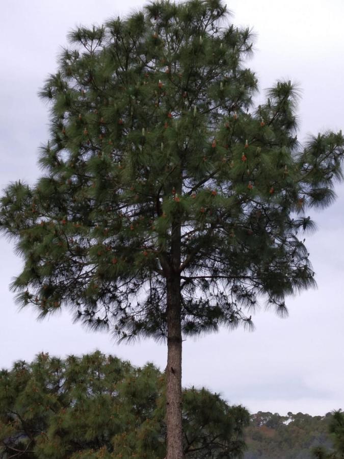 Pine Villa Kasauli Exteriör bild