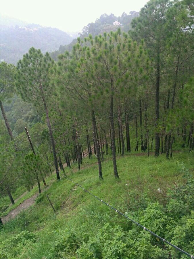 Pine Villa Kasauli Exteriör bild